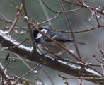 Svartmeis (Periparus ater)