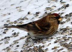 Brunsisik (Carduelis cabaret)