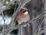 Nøtteskrike (Garrulus glandarius)