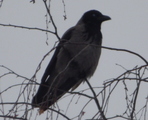 Kråke (Corvus cornix)