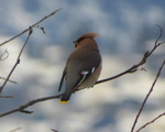 Sidensvans (Bombycilla garrulus)