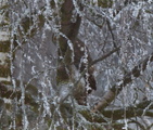 Spurvehauk (Accipiter nisus)