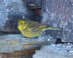 Gulspurv (Emberiza citrinella)