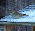 Grønnfink (Carduelis chloris)