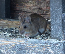 Storskogmus (Apodemus flavicollis)