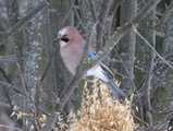 Nøtteskrike (Garrulus glandarius)