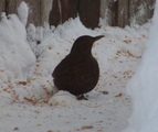 Svarttrost (Turdus merula)