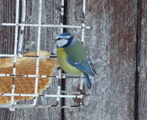 Blåmeis (Cyanistes caeruleus)