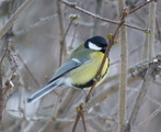 Kjøttmeis (Parus major)