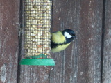 Kjøttmeis (Parus major)