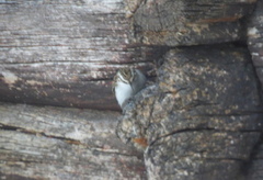 Eurasian Treecreeper (Certhia familiaris)