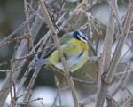 Blåmeis (Cyanistes caeruleus)