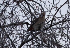 Bohemian Waxwing (Bombycilla garrulus)