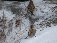Lesser Redpoll (Acanthis cabaret)