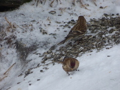 Lesser Redpoll (Acanthis cabaret)