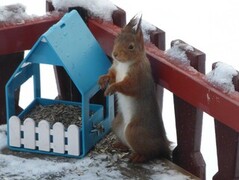 Eurasian Red Squirrel (Sciurus vulgaris)