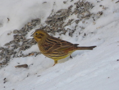 Yellowhammer (Emberiza citrinella)