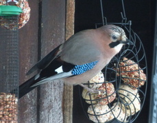 Nøtteskrike (Garrulus glandarius)