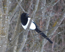 Eurasian Magpie (Pica pica)