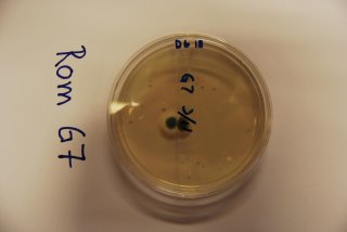 Gjærsopp (Saccharomycetales)