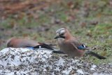 Nøtteskrike (Garrulus glandarius)