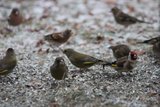 Stillits (Carduelis carduelis)