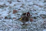 Stillits (Carduelis carduelis)