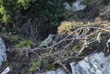 Gråspett (Picus canus)