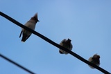 Sidensvans (Bombycilla garrulus)