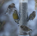 Grønnfink (Carduelis chloris)