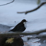 Dipper (Cinclus cinclus)