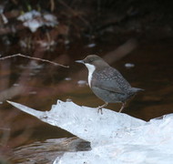 Dipper (Cinclus cinclus)