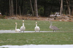 Whooper Swan (Cygnus cygnus)