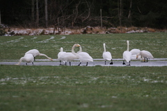 Whooper Swan (Cygnus cygnus)