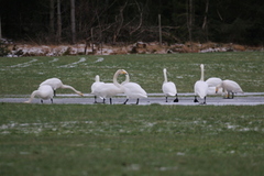 Sangsvane (Cygnus cygnus)