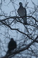 Ringdue (Columba palumbus)