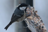 Svartmeis (Periparus ater)