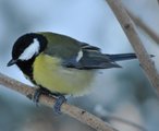 Kjøttmeis (Parus major)