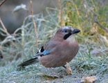 Nøtteskrike (Garrulus glandarius)