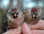 Gråsisik (Carduelis flammea)