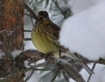 Gulspurv (Emberiza citrinella)