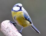 Blåmeis (Cyanistes caeruleus)