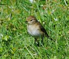 Løvsanger (Phylloscopus trochilus)