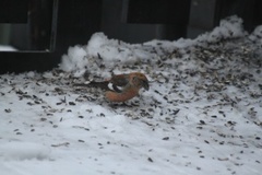 Two-barred Crossbill (Loxia leucoptera)