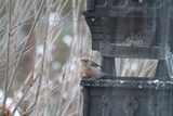 Båndkorsnebb (Loxia leucoptera)