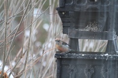 Two-barred Crossbill (Loxia leucoptera)