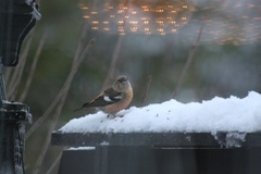 Båndkorsnebb (Loxia leucoptera)