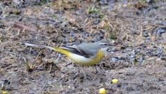 Grey Wagtail (Motacilla cinerea)
