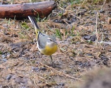 Grey Wagtail (Motacilla cinerea)