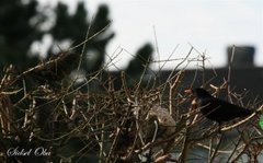 Svarttrost (Turdus merula)